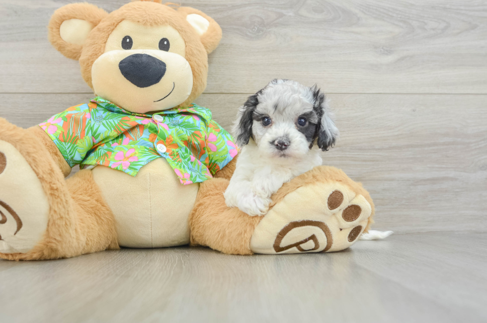 6 week old Cockapoo Puppy For Sale - Windy City Pups