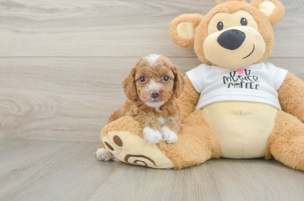 5 week old Cockapoo Puppy For Sale - Windy City Pups