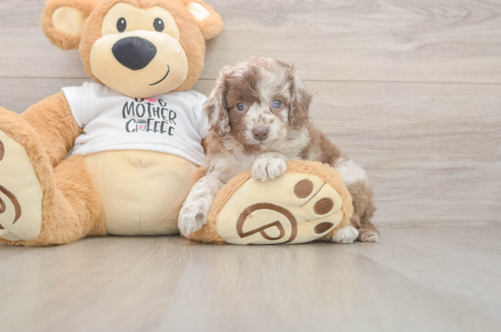 5 week old Cockapoo Puppy For Sale - Windy City Pups