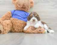 7 week old Cockapoo Puppy For Sale - Windy City Pups