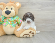 5 week old Cockapoo Puppy For Sale - Windy City Pups
