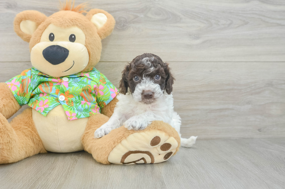 5 week old Cockapoo Puppy For Sale - Windy City Pups