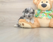 7 week old Cockapoo Puppy For Sale - Windy City Pups