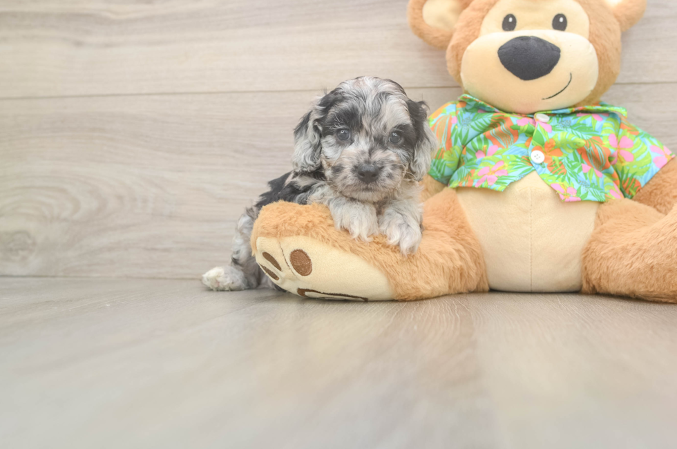 7 week old Cockapoo Puppy For Sale - Windy City Pups