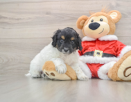 6 week old Cockapoo Puppy For Sale - Windy City Pups