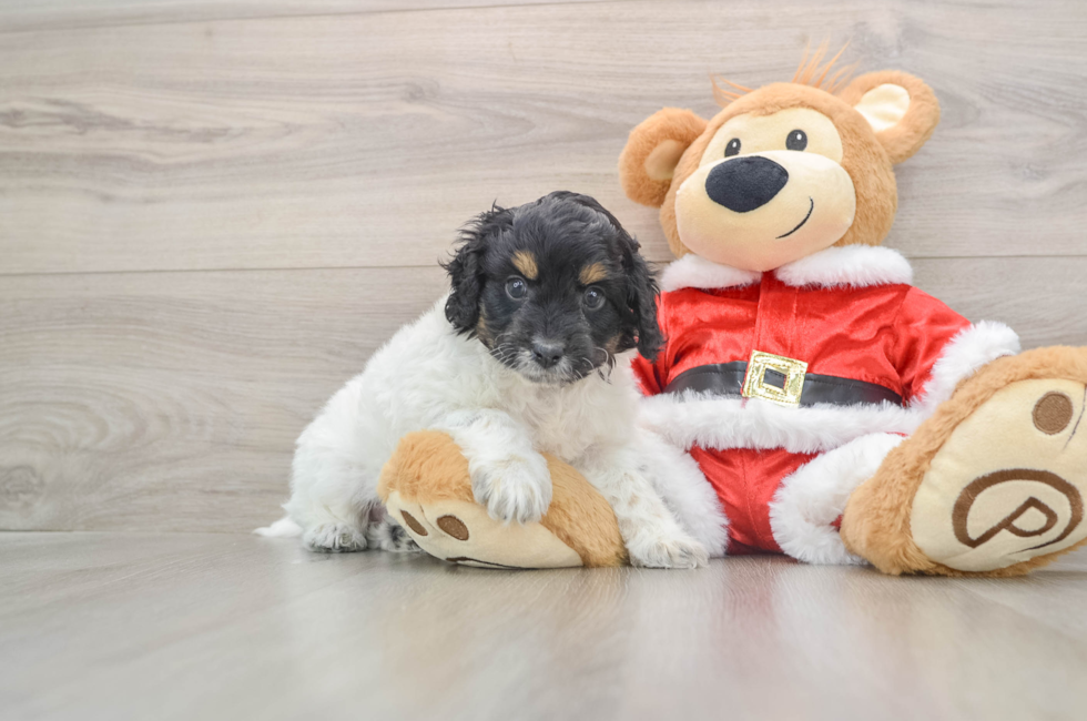 5 week old Cockapoo Puppy For Sale - Windy City Pups