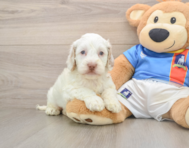7 week old Cockapoo Puppy For Sale - Windy City Pups
