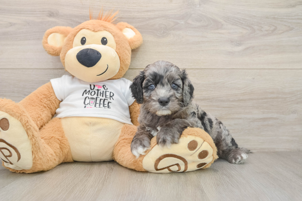 Happy Cockapoo Baby