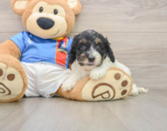 7 week old Cockapoo Puppy For Sale - Windy City Pups