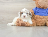 6 week old Cockapoo Puppy For Sale - Windy City Pups