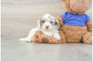 Cockapoo Puppy for Adoption