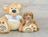 5 week old Cockapoo Puppy For Sale - Windy City Pups