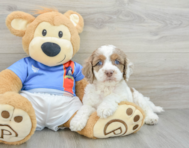 8 week old Cockapoo Puppy For Sale - Windy City Pups