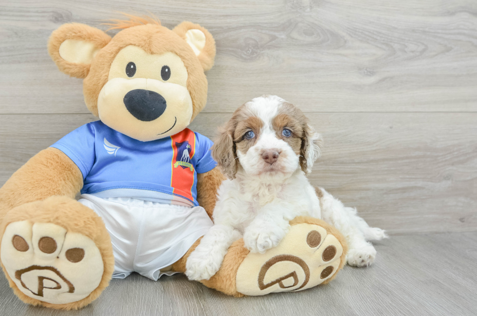 6 week old Cockapoo Puppy For Sale - Windy City Pups