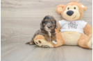 Best Cockapoo Baby