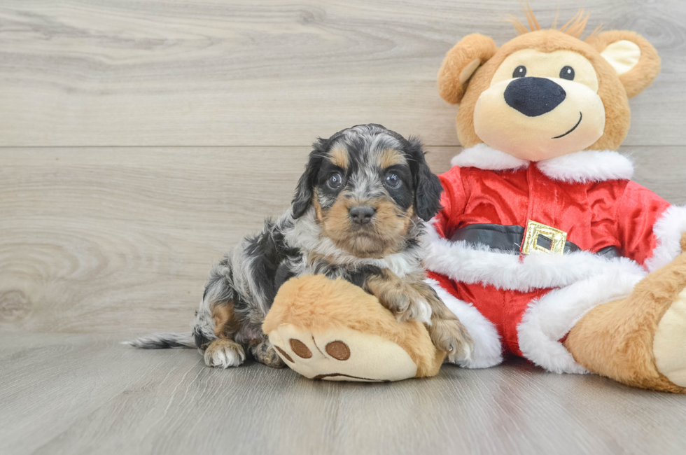 6 week old Cockapoo Puppy For Sale - Windy City Pups