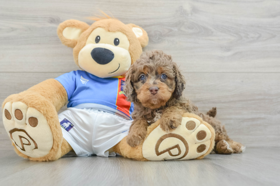 6 week old Cockapoo Puppy For Sale - Windy City Pups