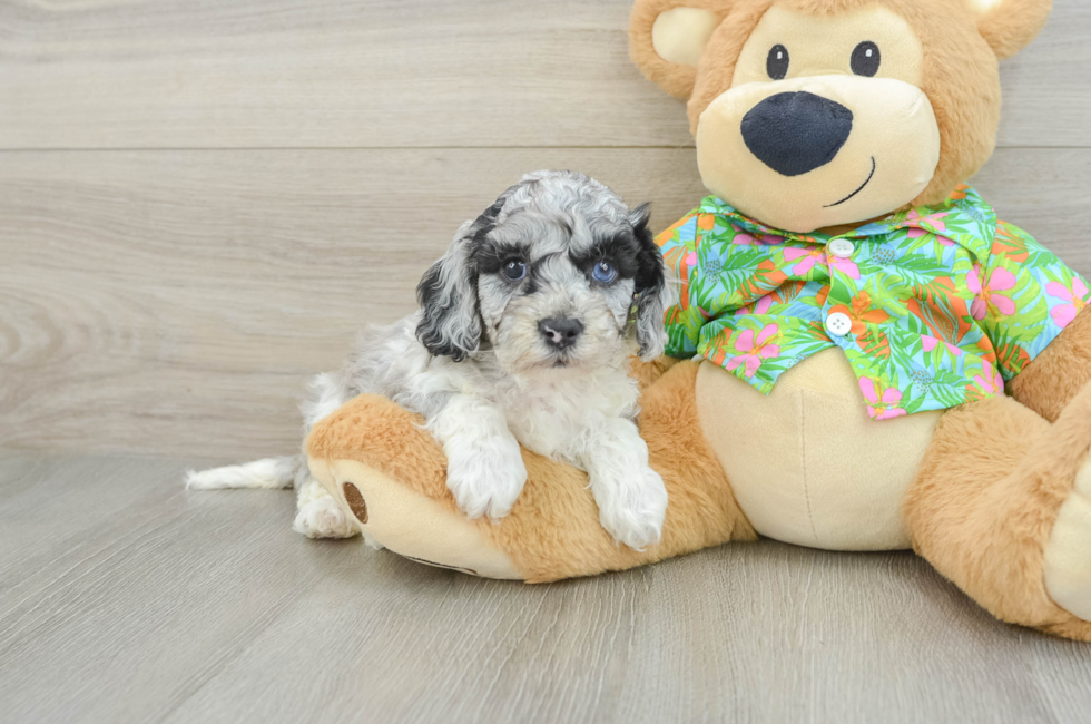 6 week old Cockapoo Puppy For Sale - Windy City Pups