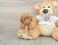 8 week old Cockapoo Puppy For Sale - Windy City Pups