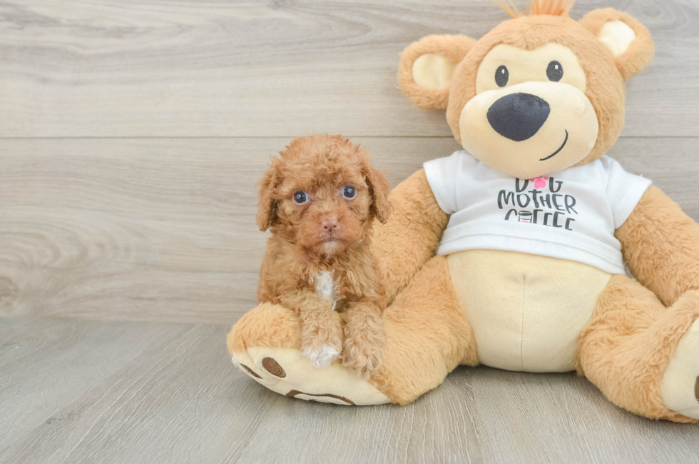 5 week old Cockapoo Puppy For Sale - Windy City Pups