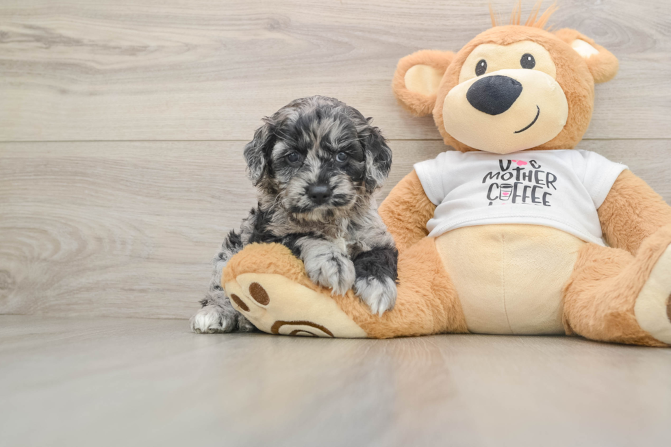 Cockapoo Pup Being Cute