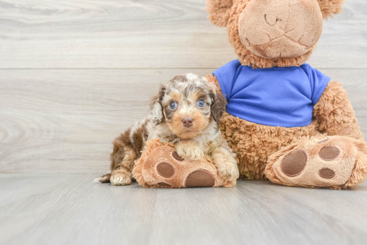 Funny Cockapoo Poodle Mix Pup