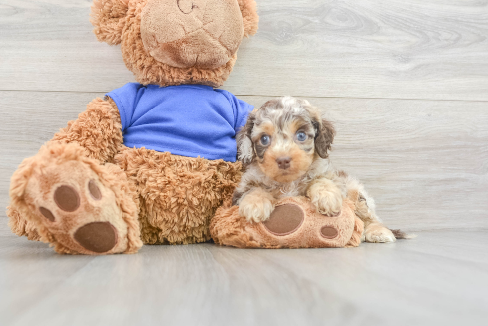 Best Cockapoo Baby