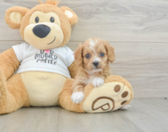 8 week old Cockapoo Puppy For Sale - Windy City Pups