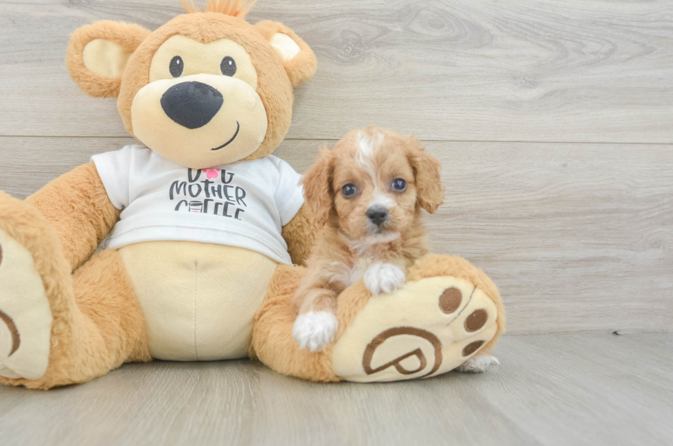 5 week old Cockapoo Puppy For Sale - Windy City Pups