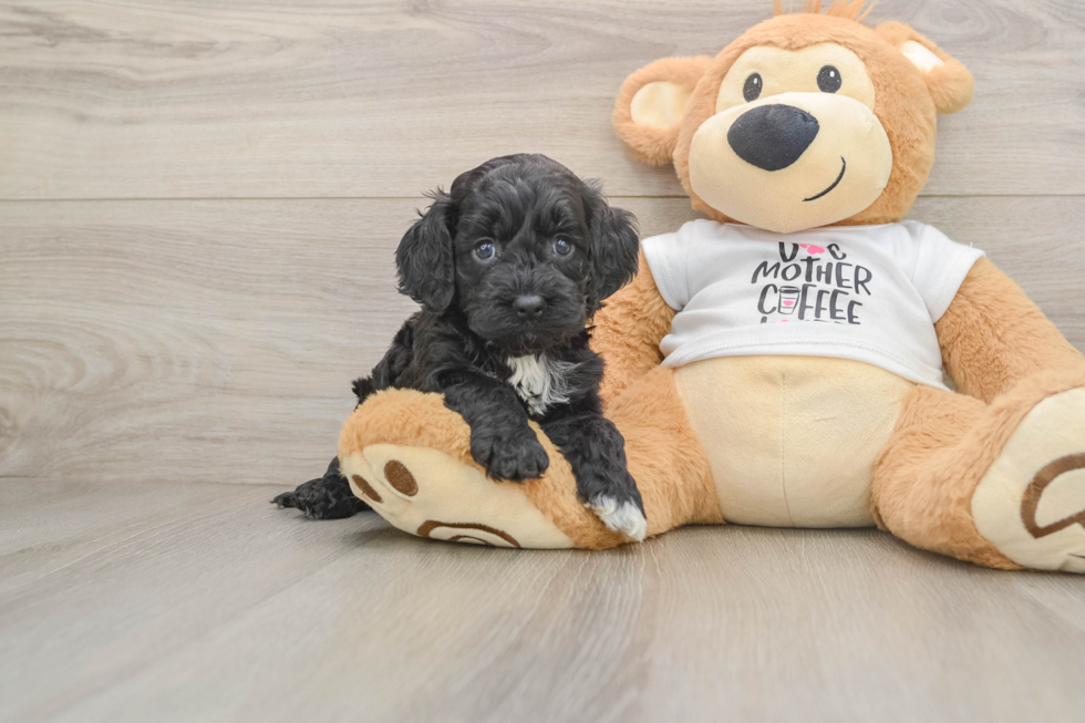 Cockapoo Pup Being Cute