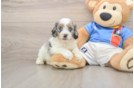 Cute Cockapoo Baby