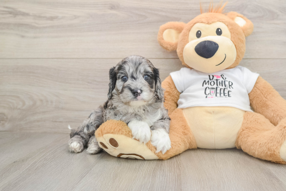 Funny Cockapoo Poodle Mix Pup