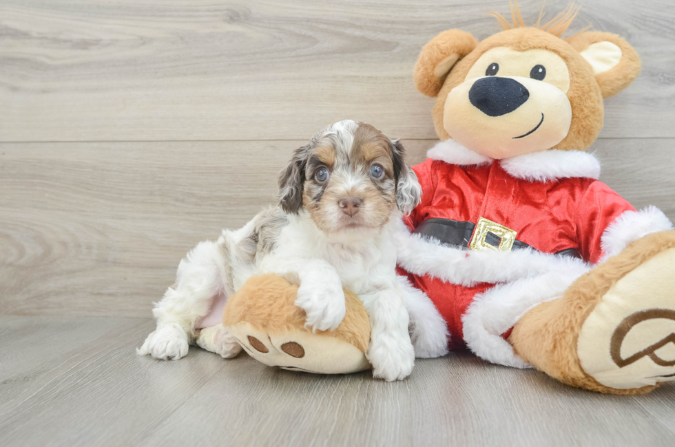 6 week old Cockapoo Puppy For Sale - Windy City Pups