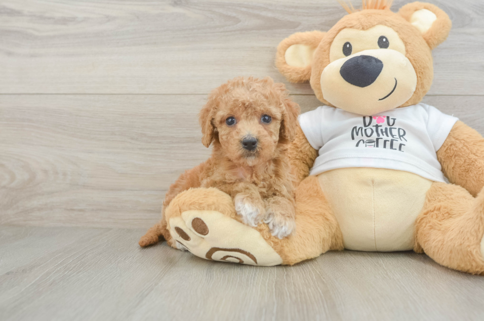 5 week old Cockapoo Puppy For Sale - Windy City Pups