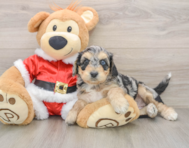 6 week old Cockapoo Puppy For Sale - Windy City Pups