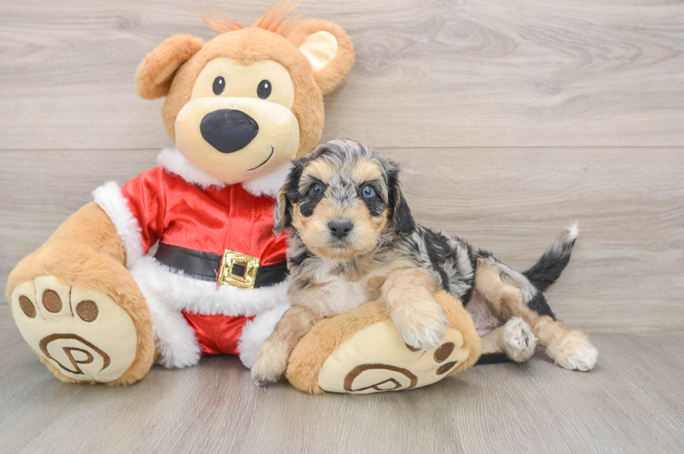 5 week old Cockapoo Puppy For Sale - Windy City Pups