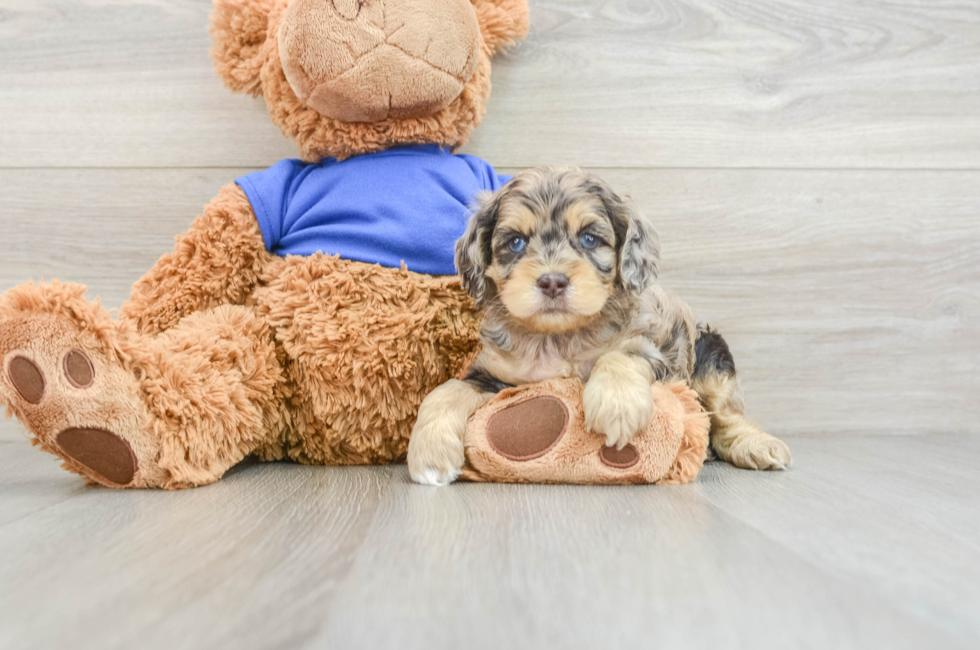 6 week old Cockapoo Puppy For Sale - Windy City Pups