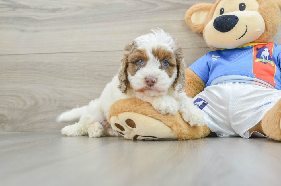 6 week old Cockapoo Puppy For Sale - Windy City Pups