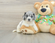 6 week old Cockapoo Puppy For Sale - Windy City Pups