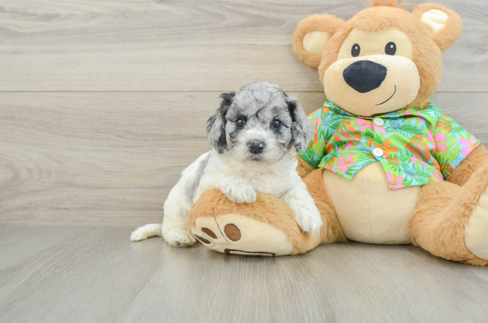6 week old Cockapoo Puppy For Sale - Windy City Pups