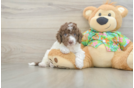 Cockapoo Pup Being Cute