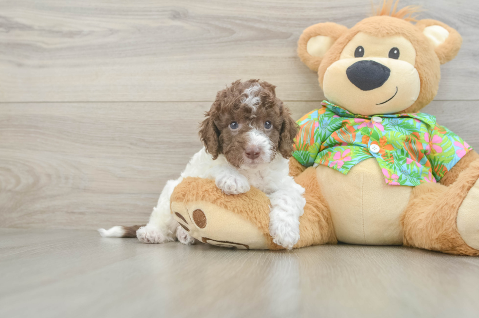 5 week old Cockapoo Puppy For Sale - Windy City Pups