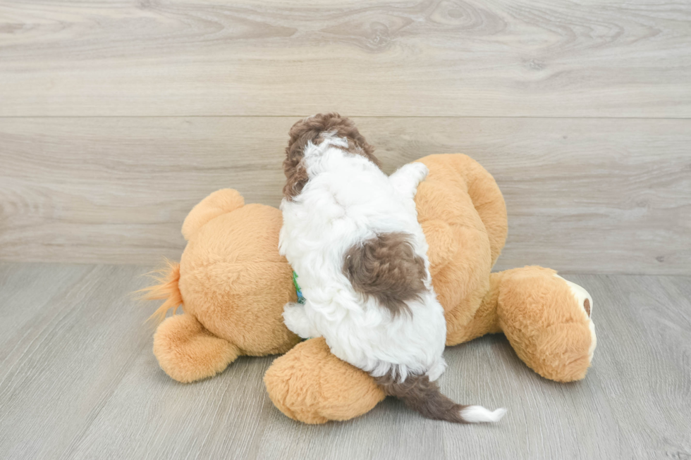 Cockapoo Puppy for Adoption