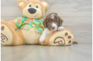 Best Cockapoo Baby