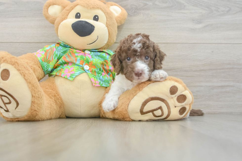 Best Cockapoo Baby