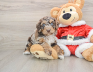 6 week old Cockapoo Puppy For Sale - Windy City Pups