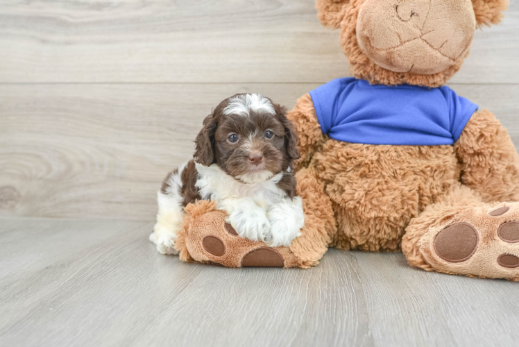 Little Cocker Doodle Poodle Mix Puppy