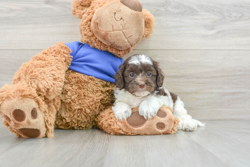 Cockapoo Pup Being Cute