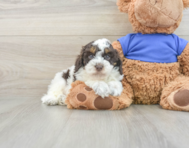 6 week old Cockapoo Puppy For Sale - Windy City Pups