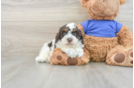 Fluffy Cockapoo Poodle Mix Pup